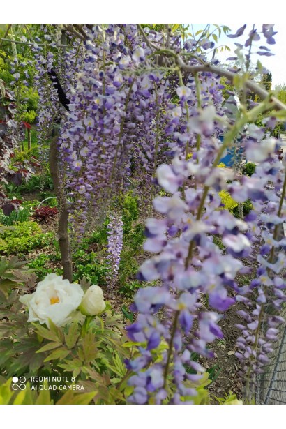 Крупный план цветов Wisteria ‘Macrobotrys‘ в мае